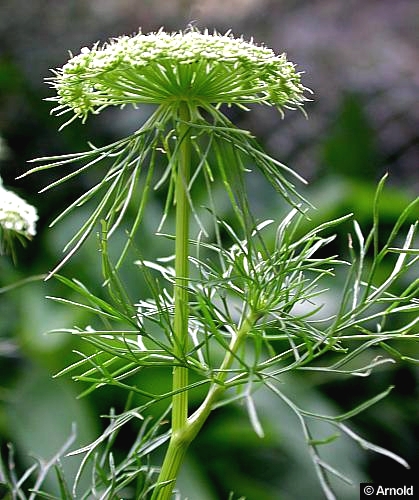 articleimages/وایه ( خلال دندان )/358.jpg